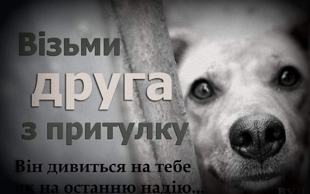 Допомога чотирилапим. 12 українських зоозахисних ініціатив | Рубрика