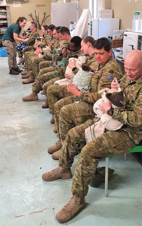 В Австралії військові у вільний час приходять годувати врятованих коал