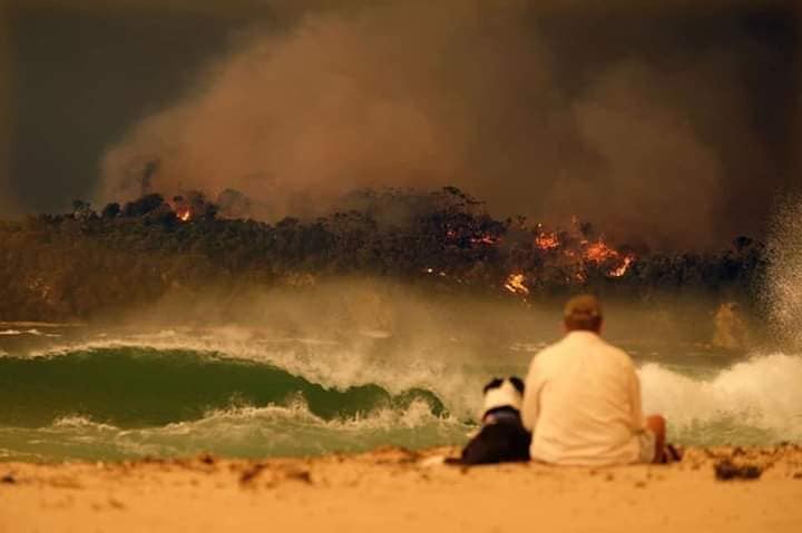 лесные пожары австралия