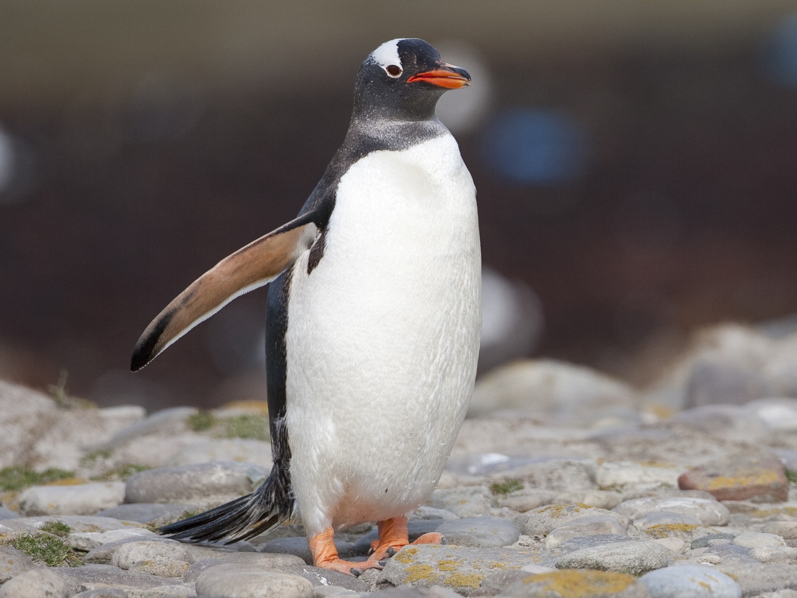 пінгвін Gentoo