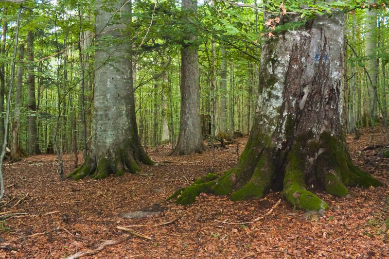 найстаріші ліса в україні