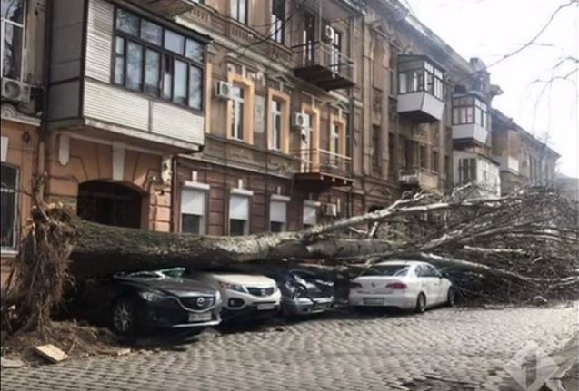 На Покровском переулке Одессы упавшее дерево придавило сразу семь автомобилей