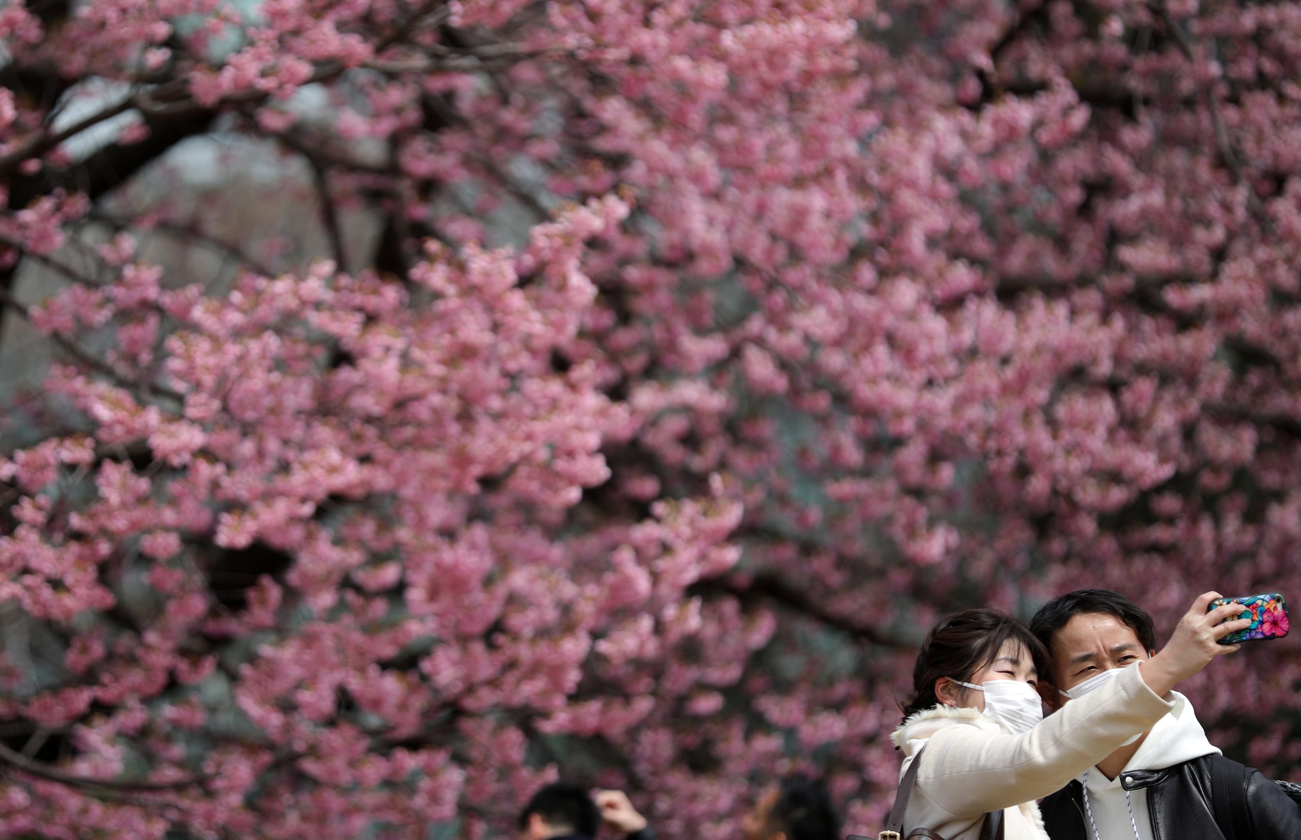 У Токіо рекордно рано почався сезон цвітіння сакури