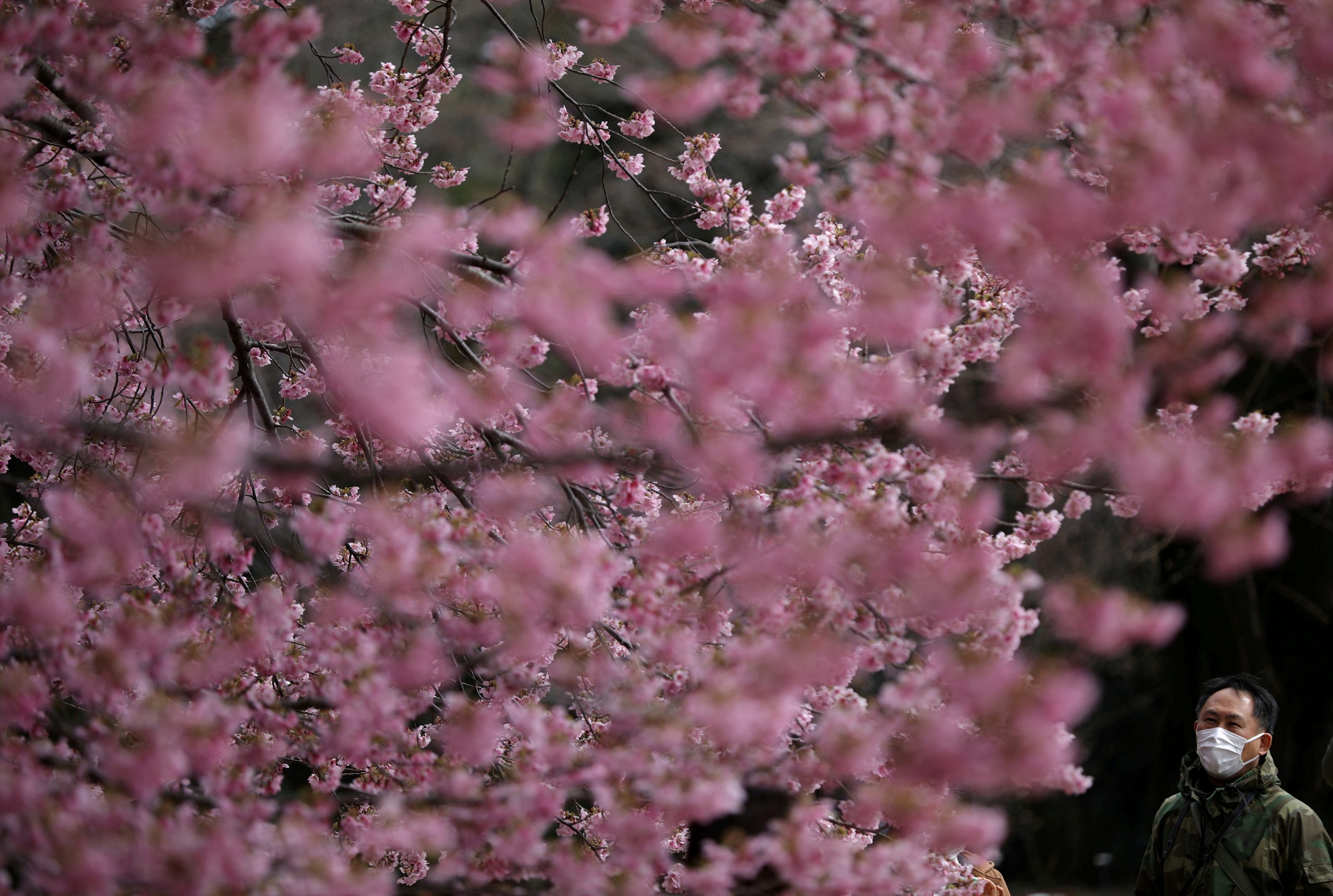 У Токіо рекордно рано почався сезон цвітіння сакури