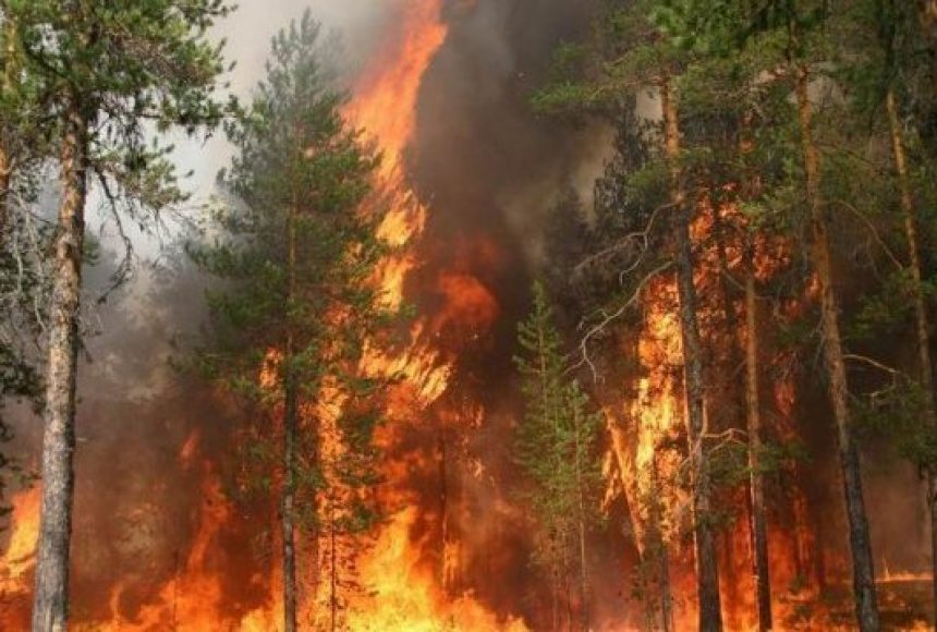 Лісові пожежі в Україні: чому гасити їх так складно і які ...