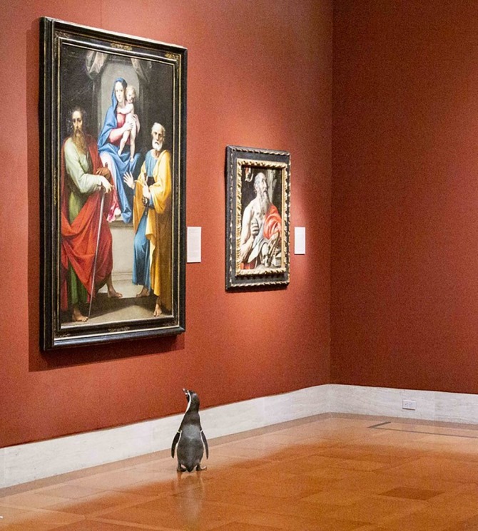 Пінгвінів із зоопарку Канзас-Сіті зводили у музей мистецтв