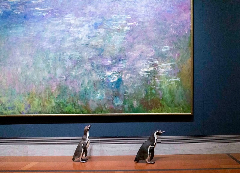 Пінгвінів із зоопарку Канзас-Сіті зводили у музей мистецтв