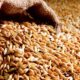 росія вкрала українського зерна на 530 млн доларів, — AP