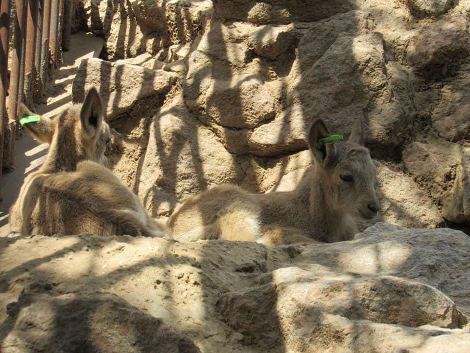 У Миколаївському зоопарку – бебі-бум: фото