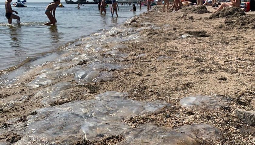 Нашествие медуз и хищных моллюсков в Азовском море: откуда взялись ...
