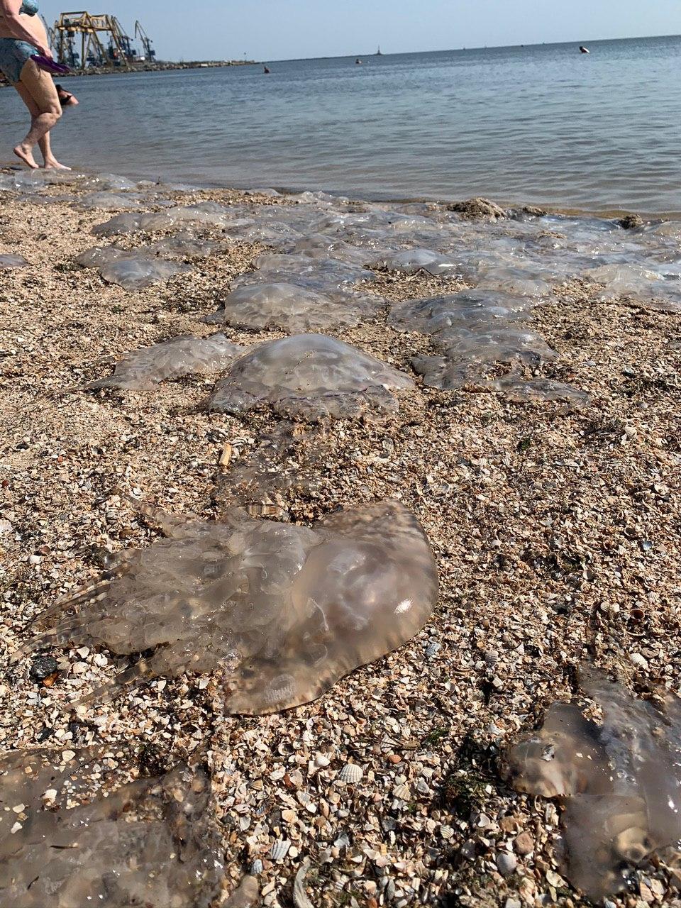 Нашествие медуз и хищных моллюсков в Азовском море: откуда взялись ...