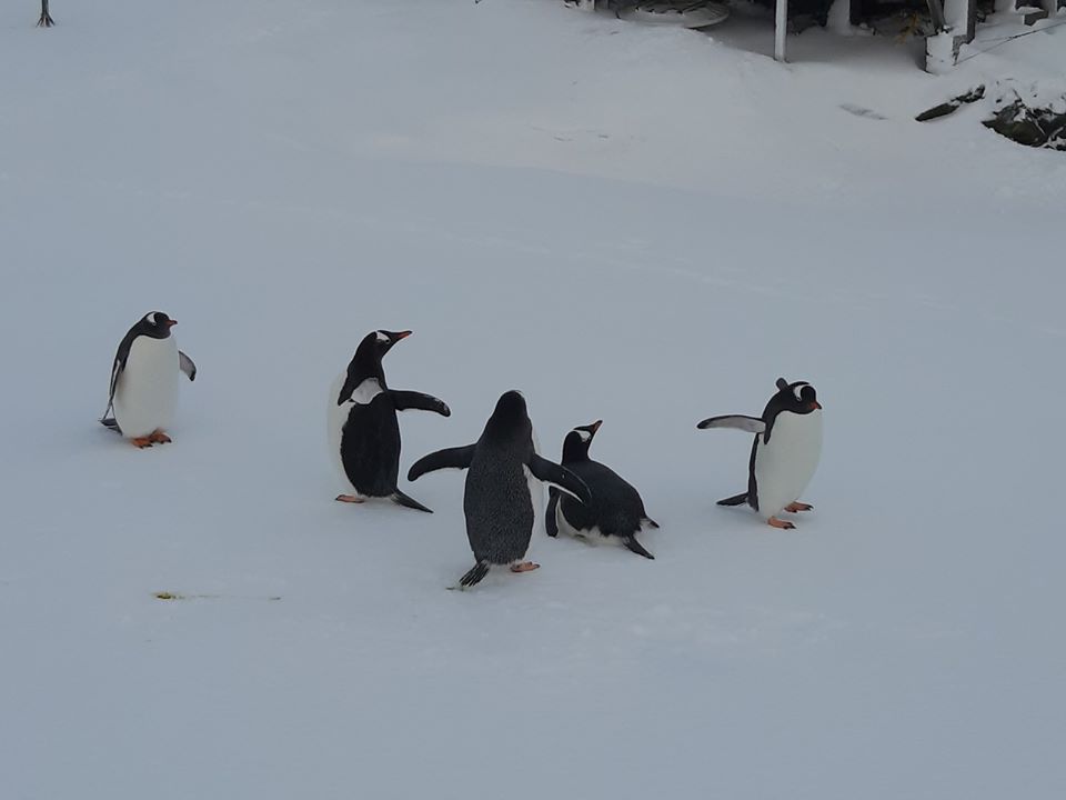 Через теплу зиму в Антарктиді на станцію 