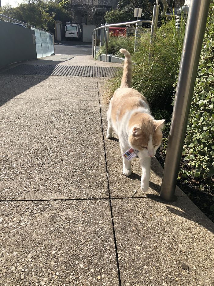 В Австралии кот устроился работать охранником