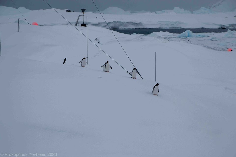 Через теплу зиму в Антарктиді на станцію 