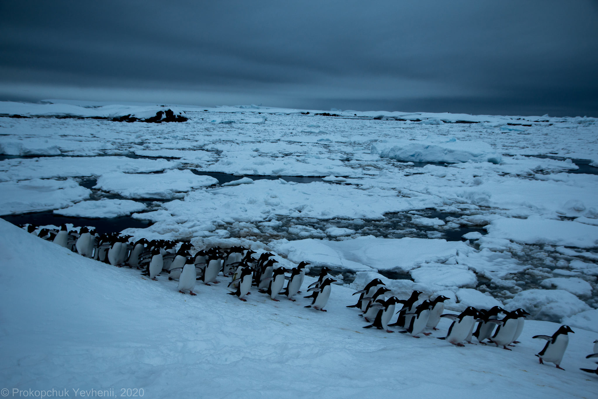 У льодовій пастці: вже п'ятий день пінгвіни на острові Галіндез залишаються без їжі