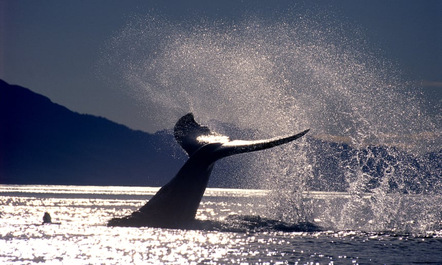горбаті кит