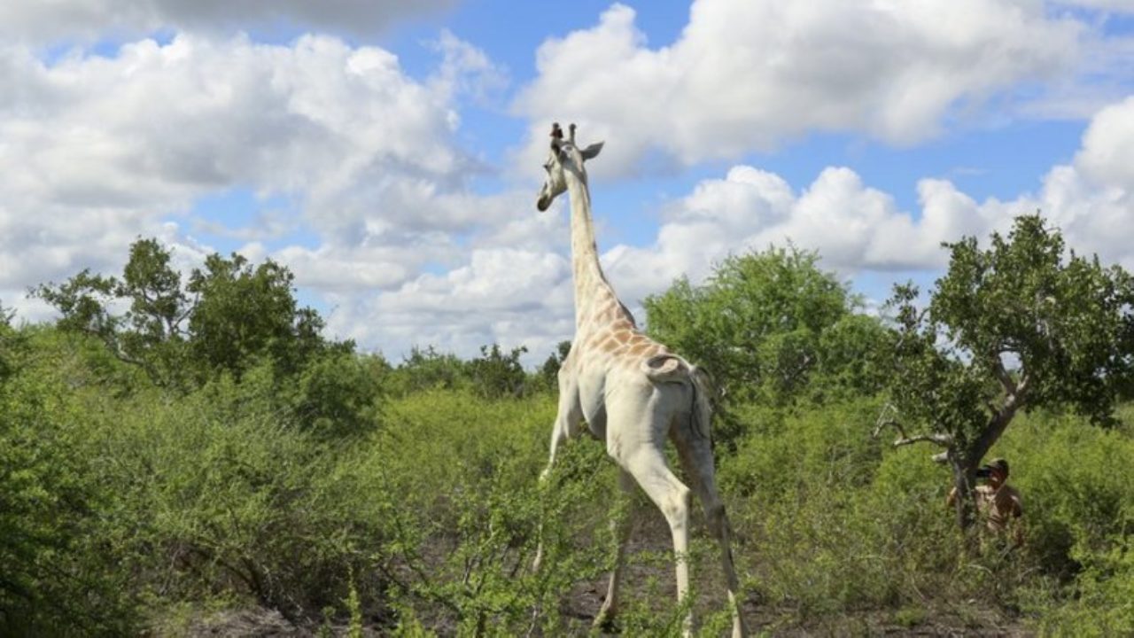 В мире остался последний белый жираф. К нему прикрепили GPS-трекер, чтобы  защитить от браконьеров – Рубрика