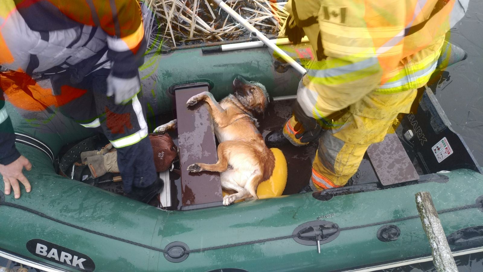 У Рівному співробітники ДСНС врятували собаку із крижаної води на річці: фото