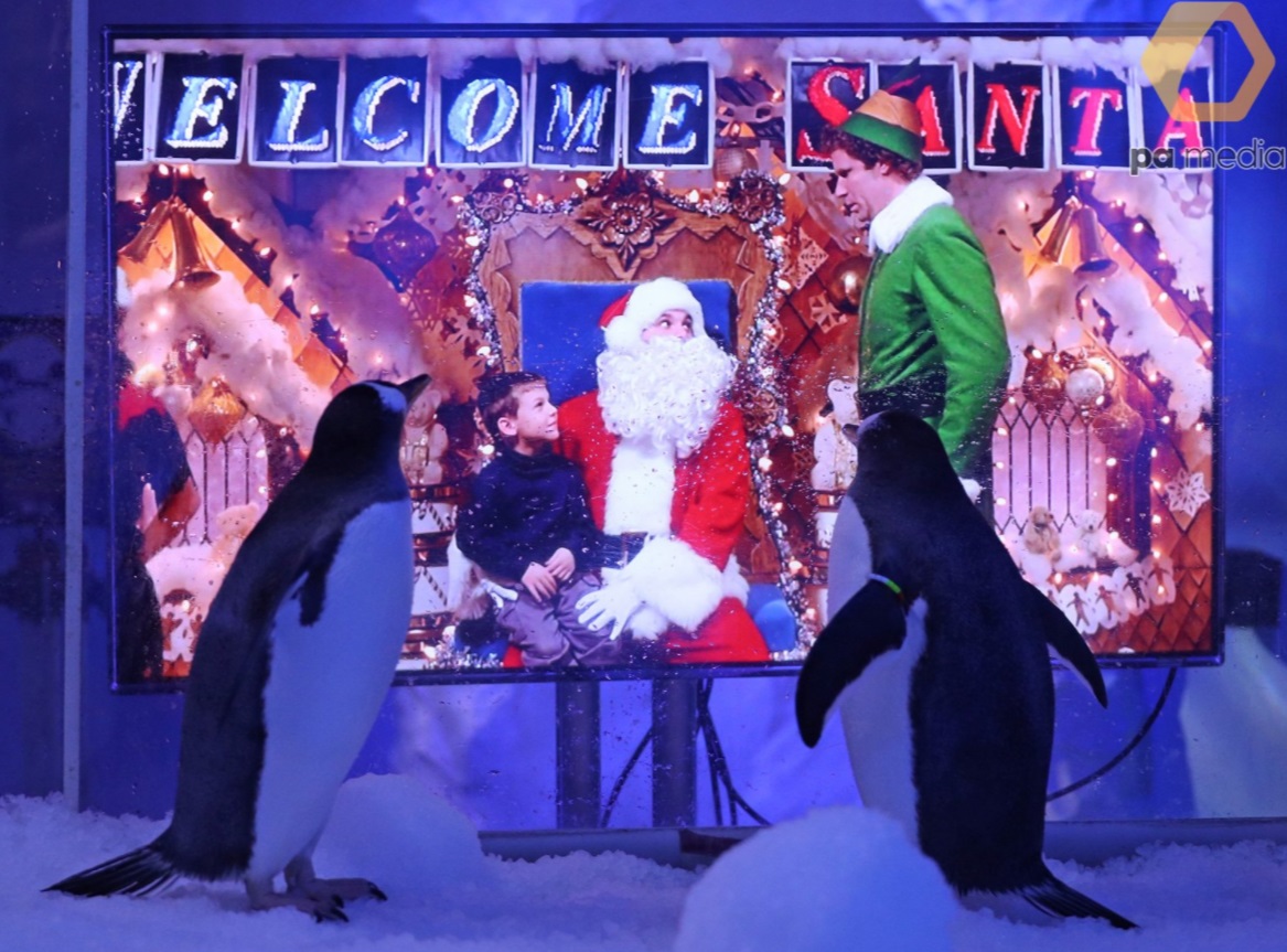 Лондонський акваріум показує пінгвінам різдвяні фільми