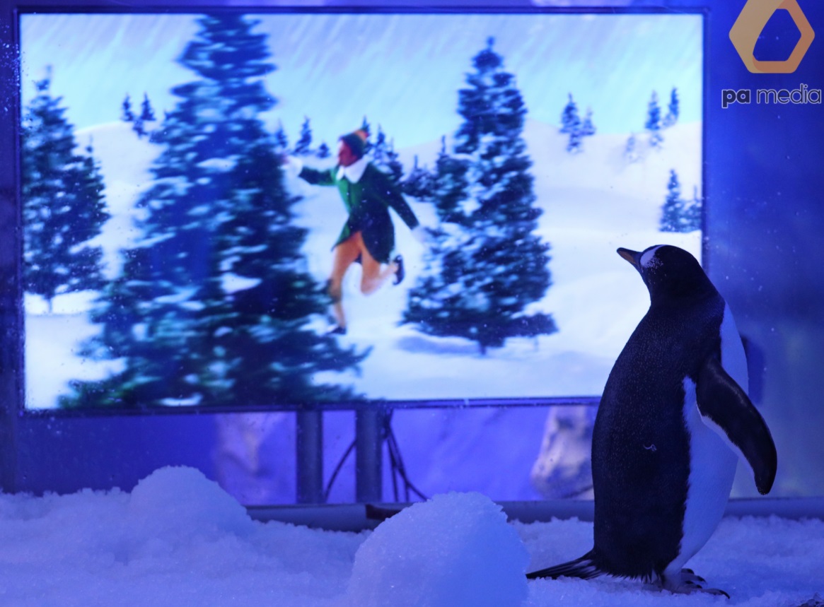 Лондонський акваріум показує пінгвінам різдвяні фільми