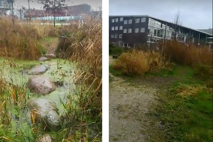Нідерландські міста масово демонтують плитку, замінюючи її травою і деревами