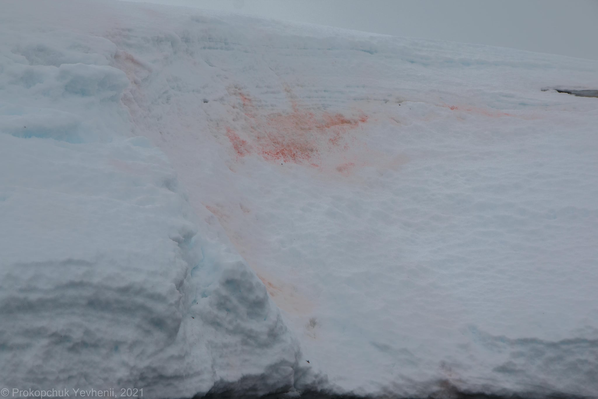Антарктида червоний сніг