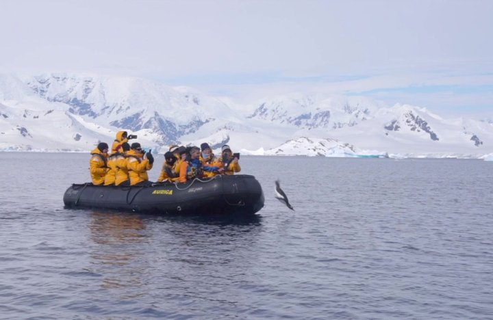 В Антарктиді пінгвін врятувався від косаток, застрибнувши до туристів у човен: відео