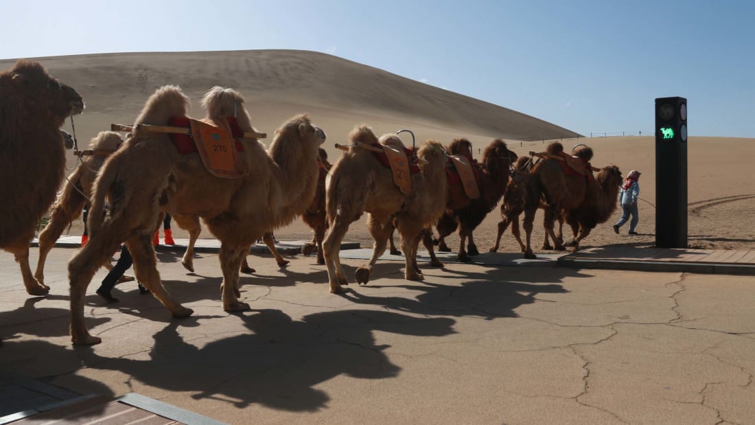перший у світі світлофор для верблюдів