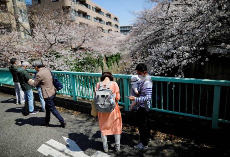 В Японії рано зацвіли сакури