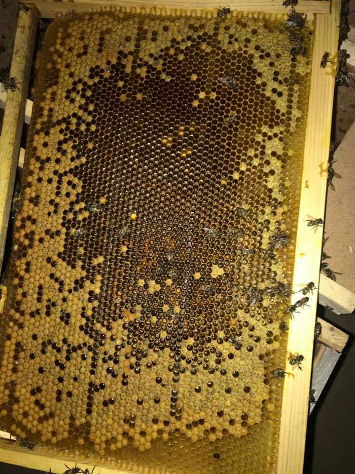 8 мільйонів бджіл