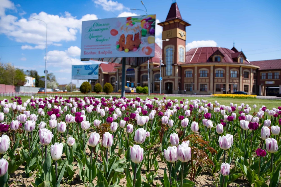 В Ужгороді квітнуть близько 30 тисяч тюльпанів 0