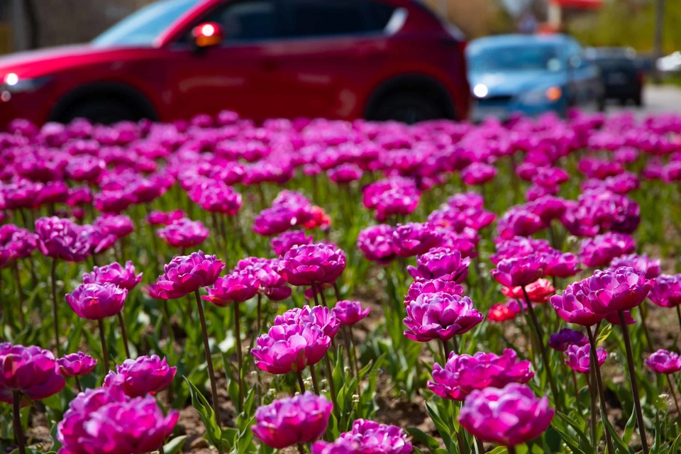 В Ужгороді квітнуть близько 30 тисяч тюльпанів 0