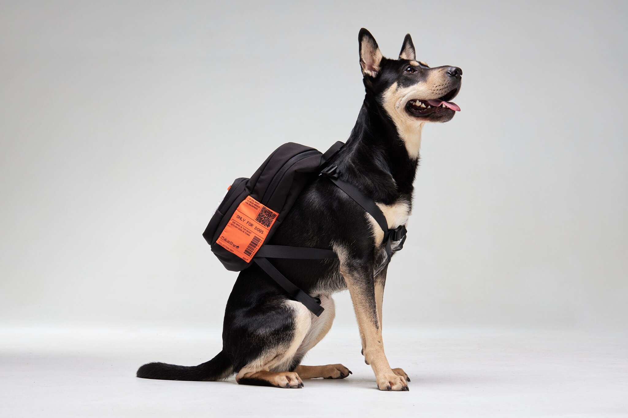 бренд рюкзаків для собак