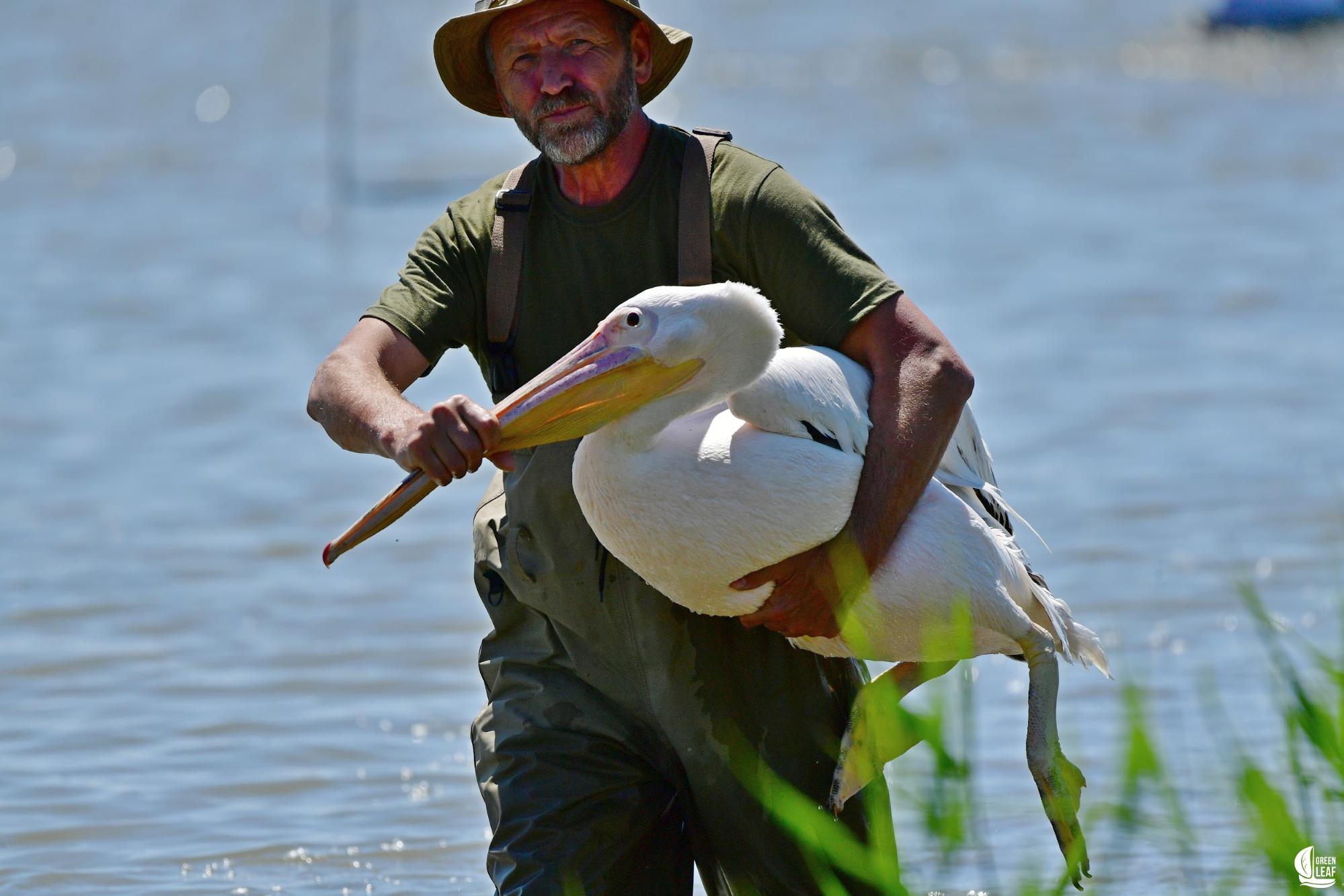 Украинские орнитологи впервые занялись реабилитацией пеликанов