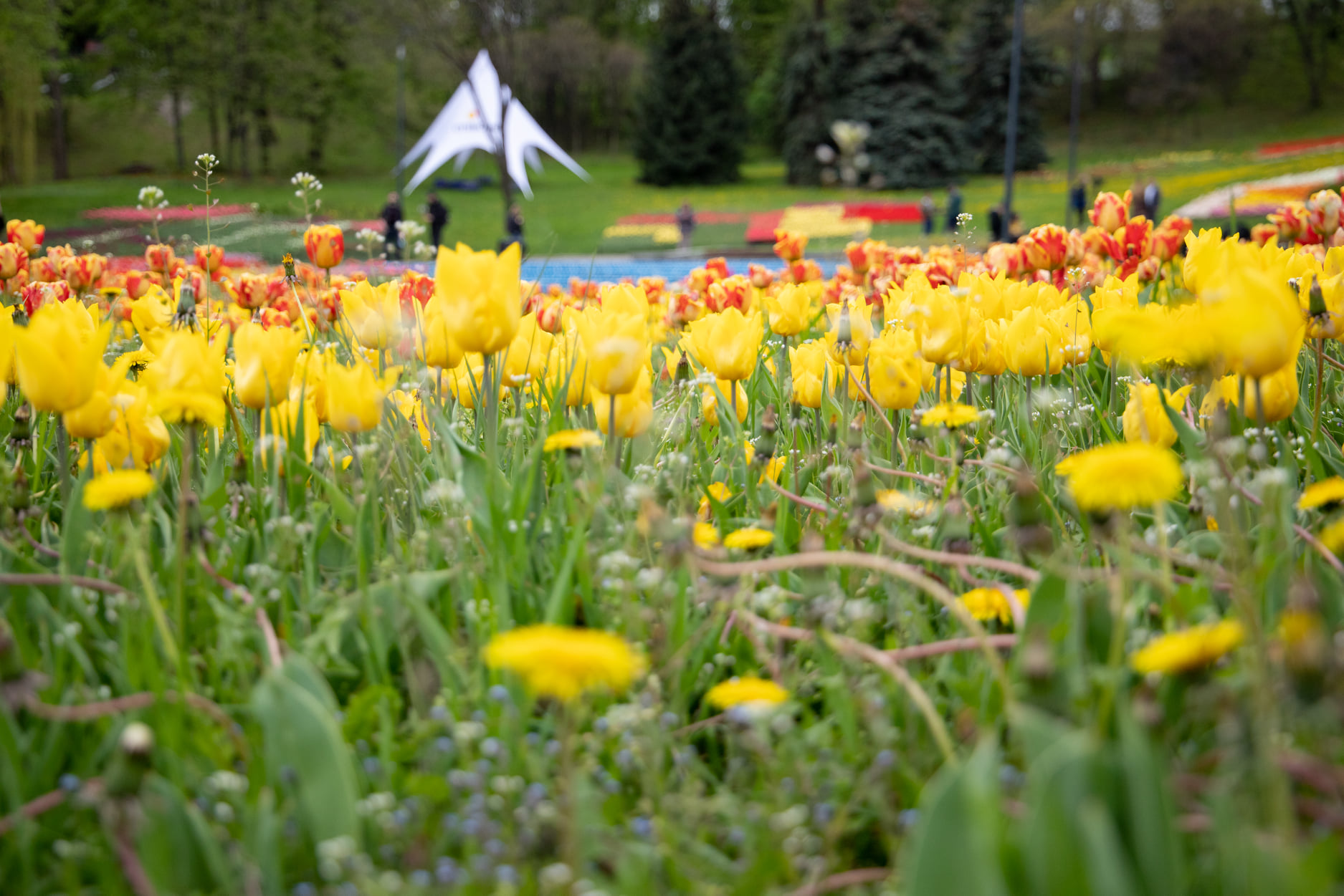 На Співочому полі в Києві відкрилася виставка тюльпанів