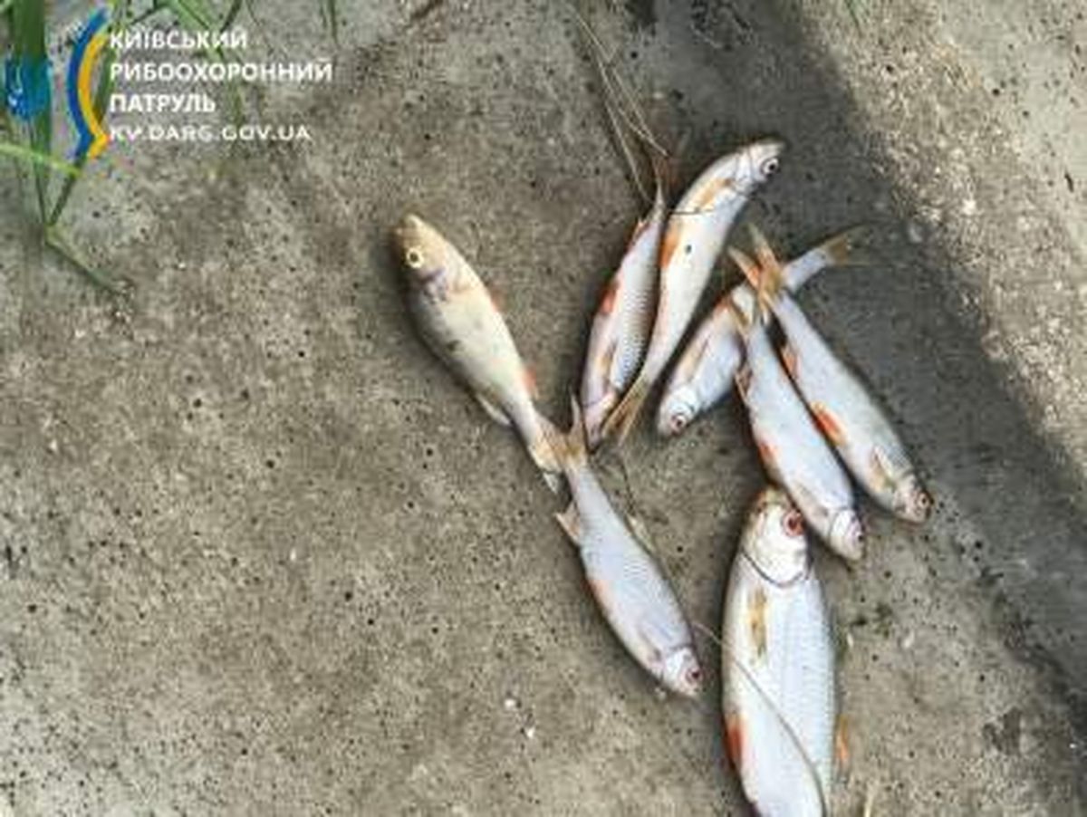 на Київщині почала масово гинути риба