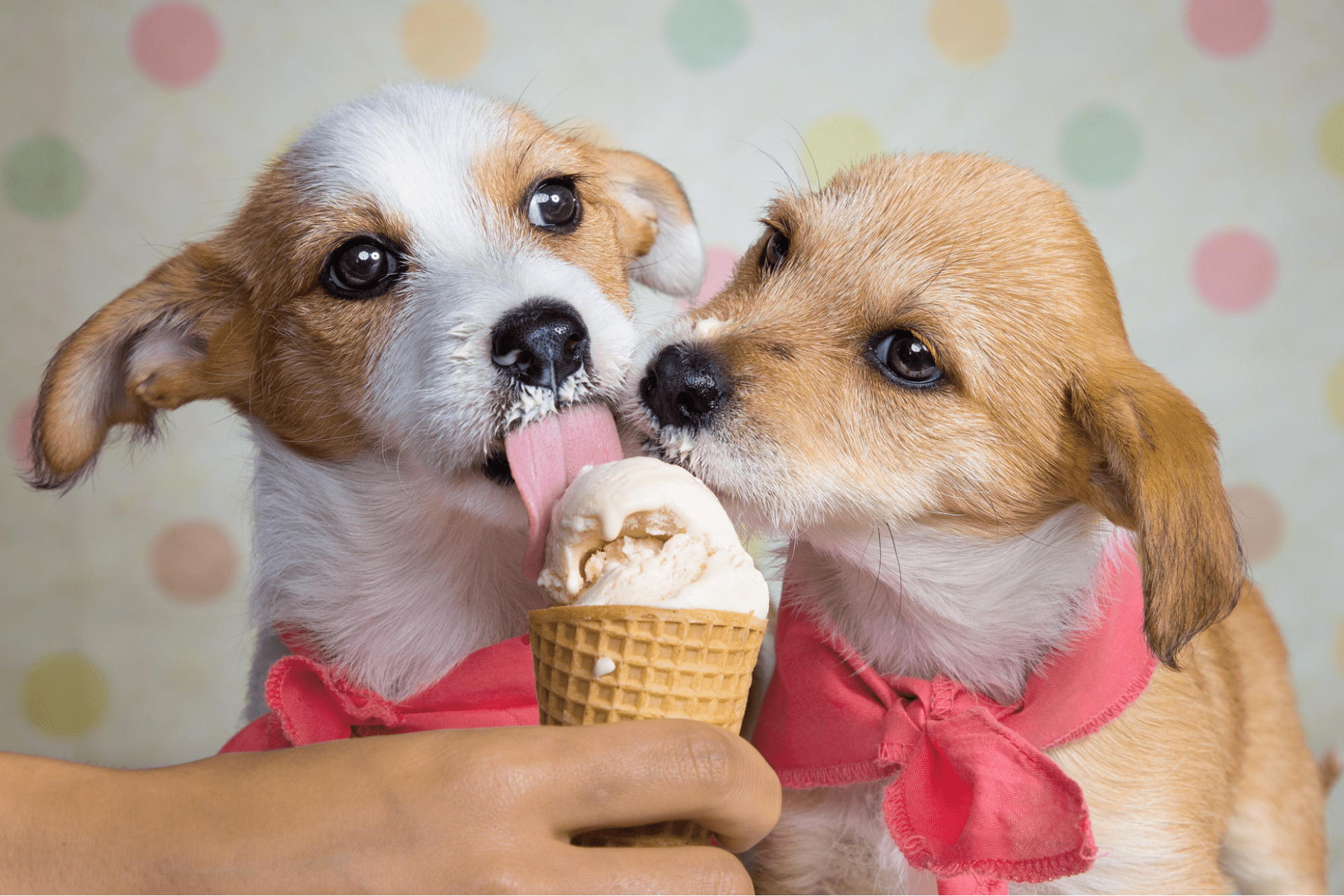 морозиво собаки