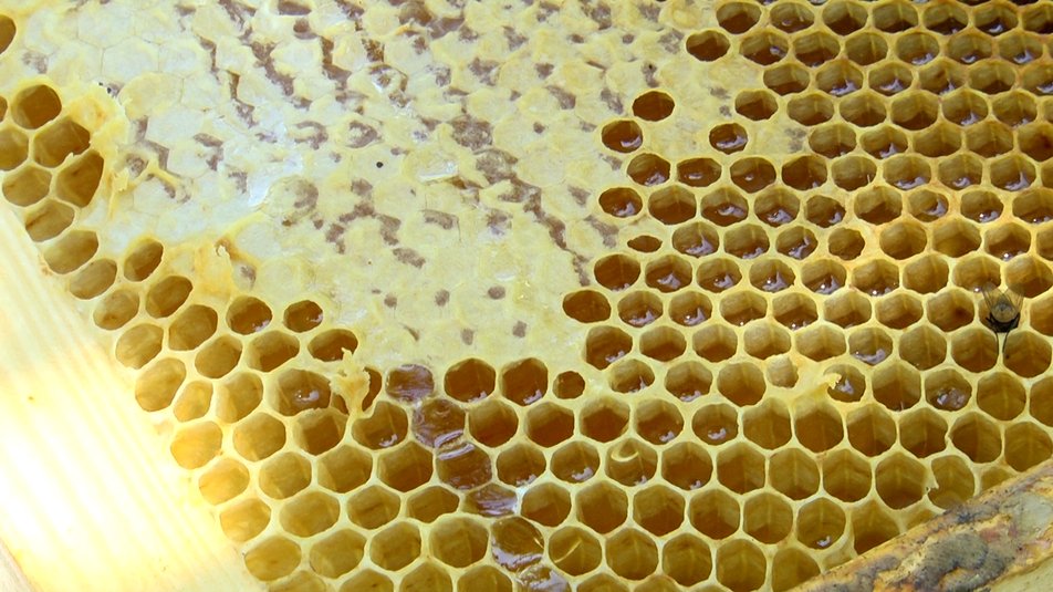 На Житомирщині розводять бджіл, які не жалять людей