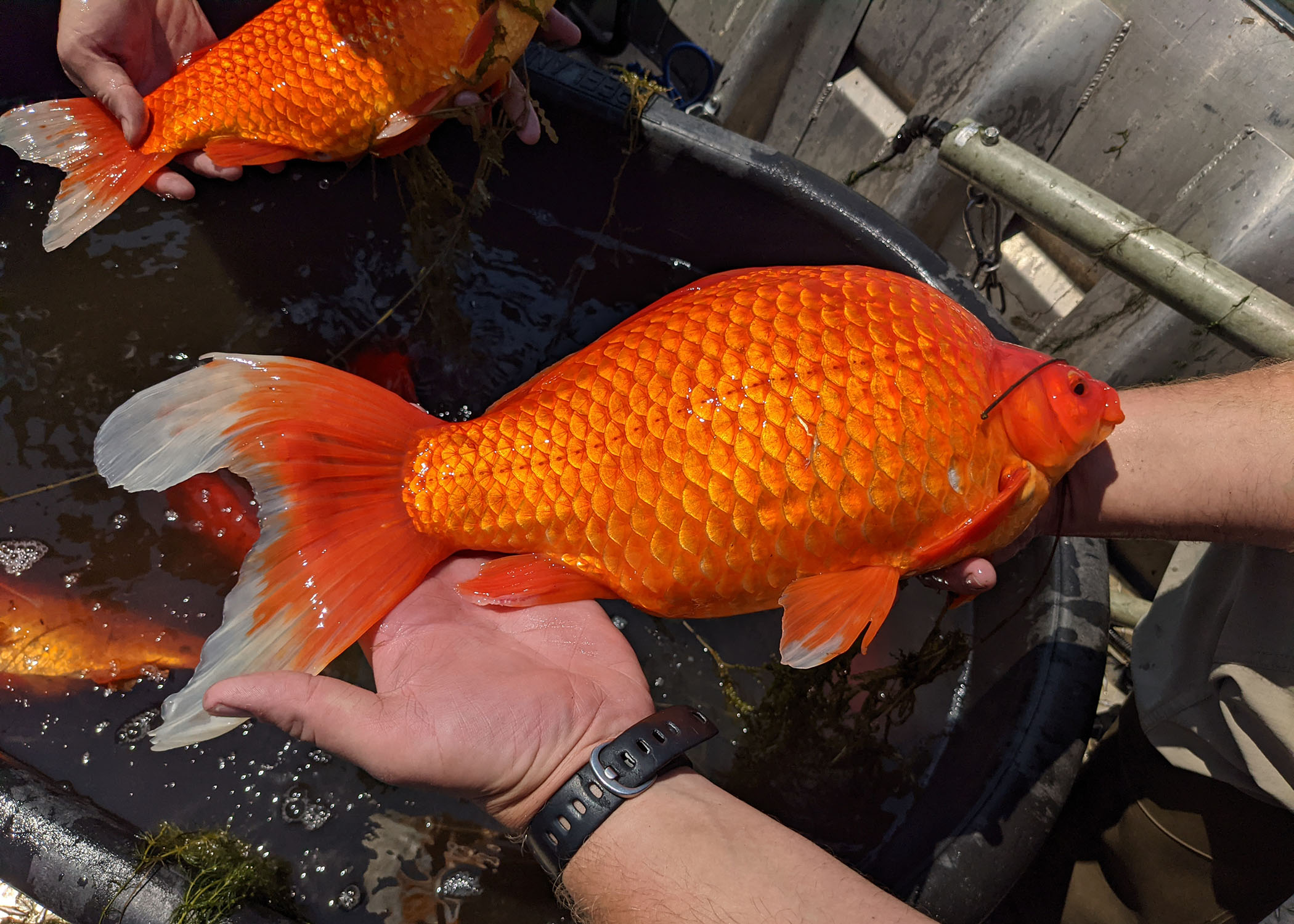 У США золоті рибки аномально виросли