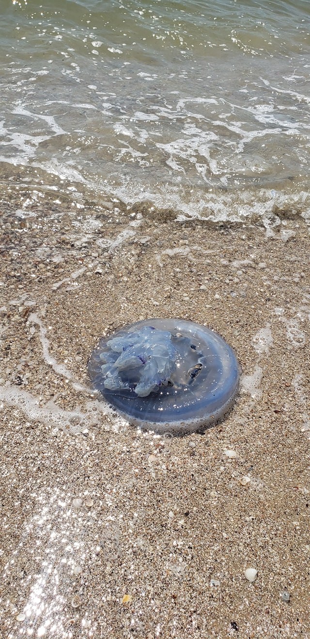 отруйні медузи