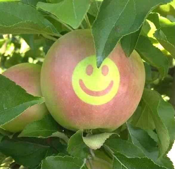 яблука із зображенням герба
