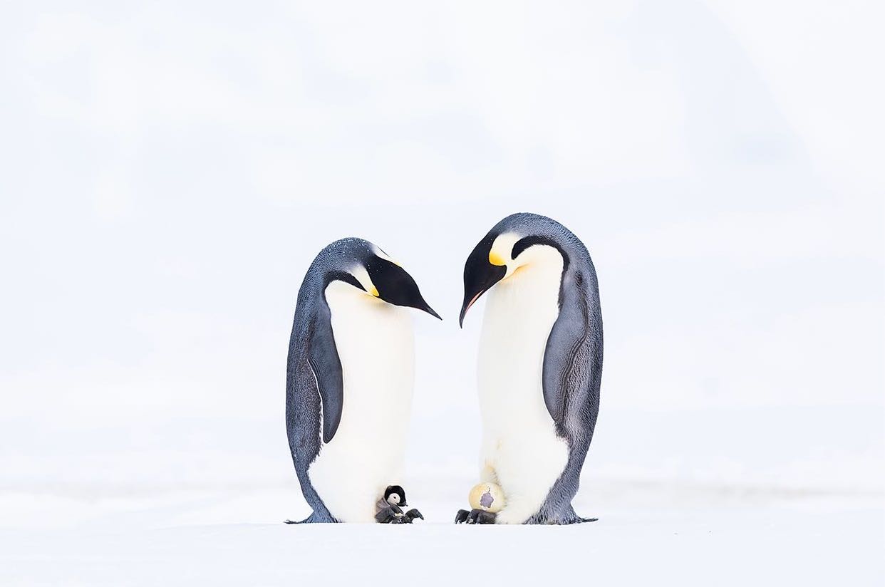 Два пингвина в Антарктиде