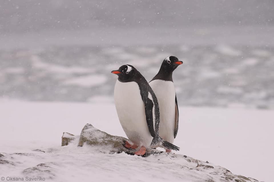 пінгвіни