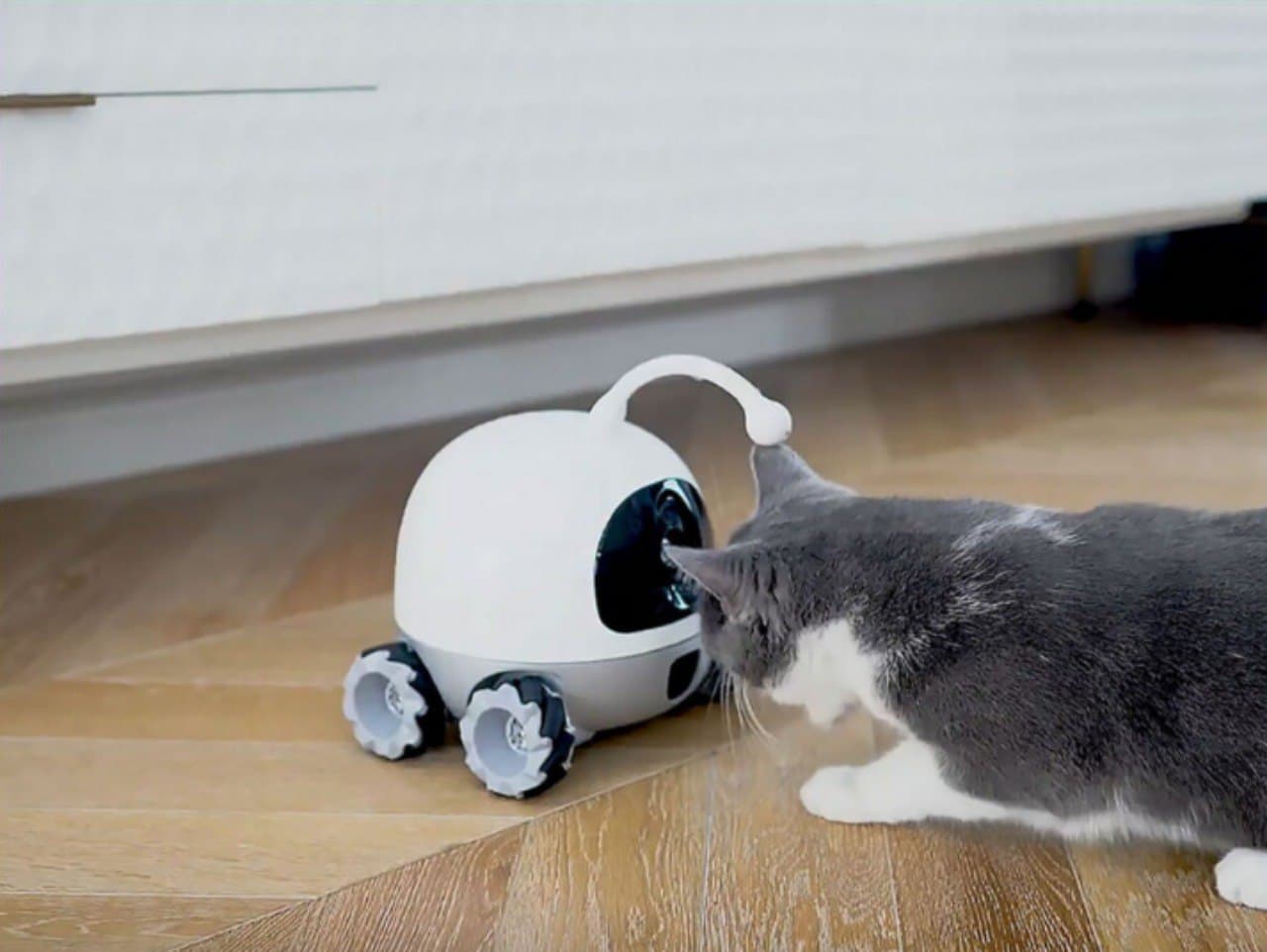 У США створили робота, який розважає домашніх тварин