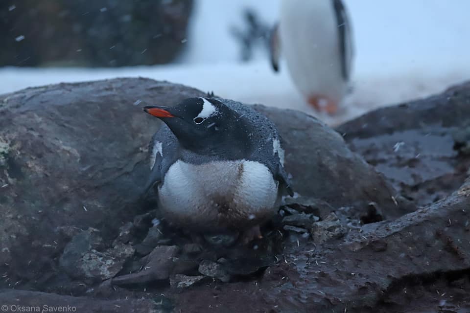 пингвін яйця