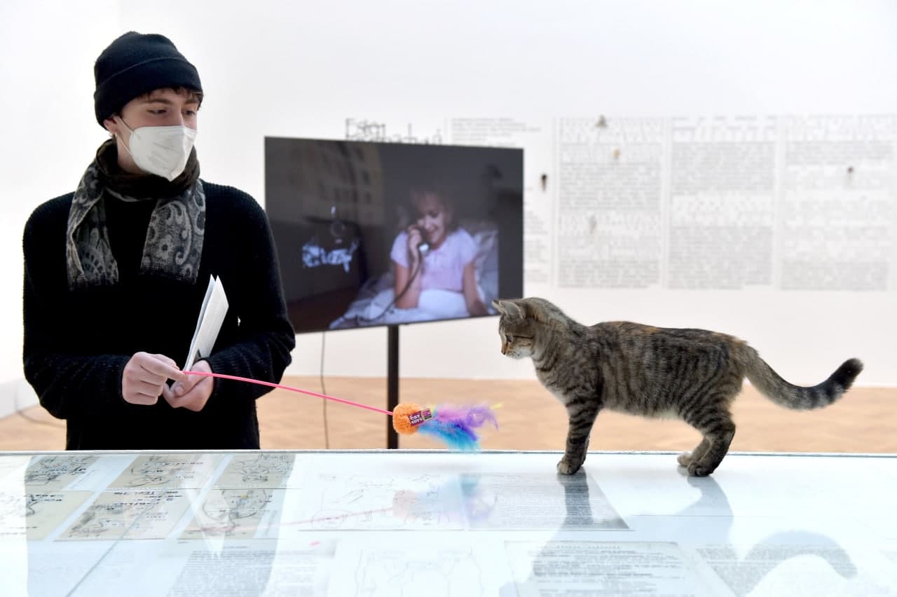 У чеському Брно проходить виставка, організована спільно з притулком для котів