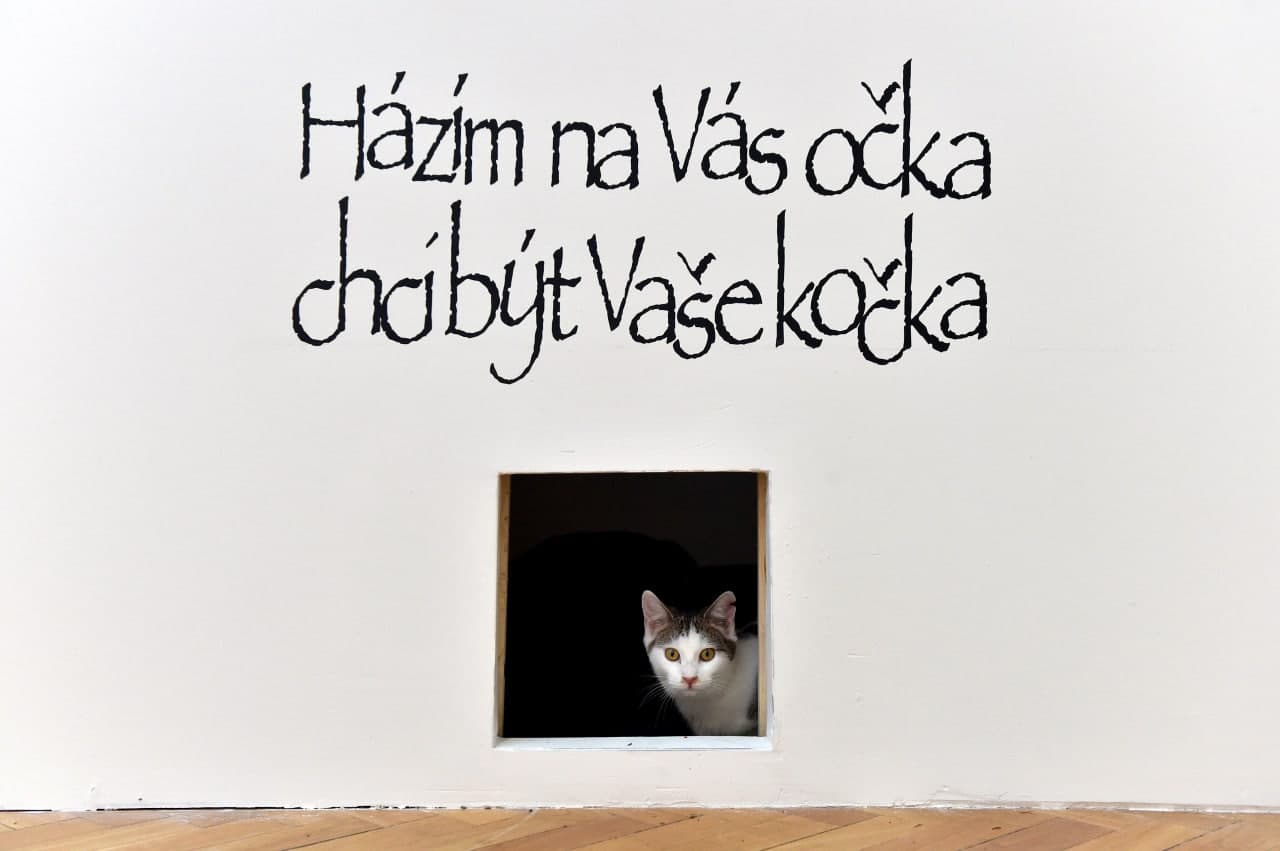 У чеському Брно проходить виставка, організована спільно з притулком для котів