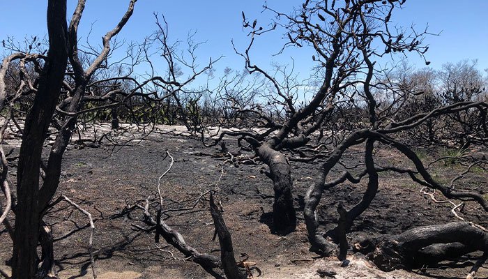 В Австралії на місці лісових пожеж встановлять картонні будиночки для тварин4