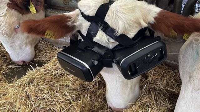 коровам купили VR-окуляри