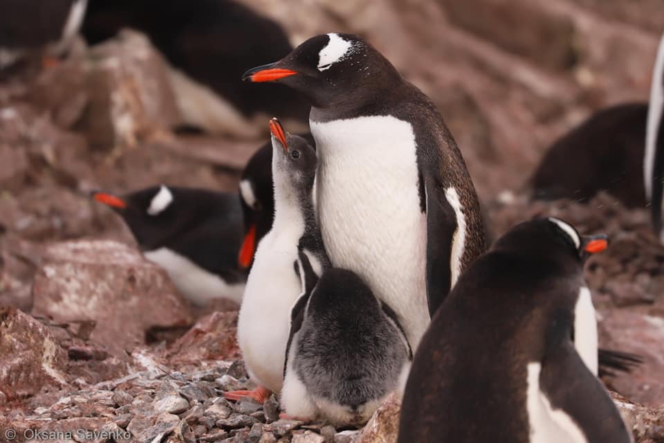 Українські полярники підрахували, скільки пінгвінів мешкають біля станції 